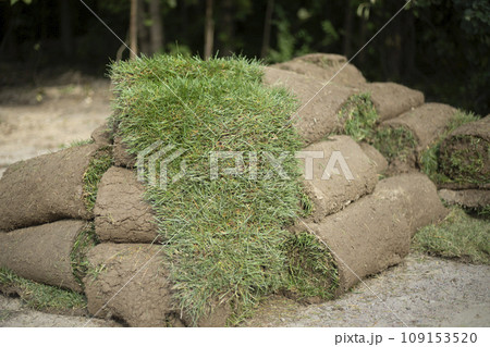 Laying a lawn in the city. Roll of garden grass. A layer of soil with plant sprouts. 109153520