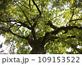 Oak branches. Mighty oak tree with green leaves. Tree in summer. 109153522