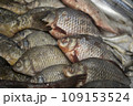 Fish on the counter. Sale of fish. Silvery scales. 109153524
