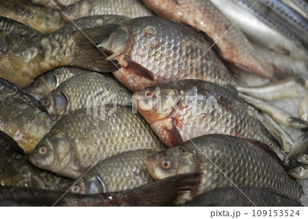Fish on the counter. Sale of fish. Silvery scales. 109153524