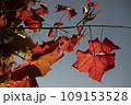 Red maple leaf. Autumn Colors. Maple leaf hanging on a branch. 109153528