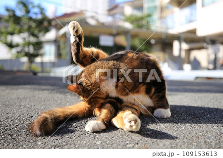 毛繕いをする猫(日本 静岡県熱海市) 毛繕いをする猫(日本 静岡県熱海市) 109153613