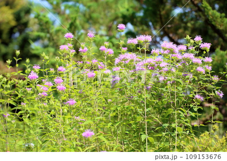 ワイルドベルガモットの花 ワイルドベルガモットの花 109153676