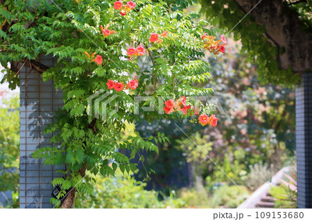 ノウゼンカズラの花 ノウゼンカズラの花 109153680