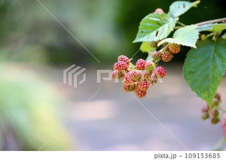 ブラックベリーの実 109153685