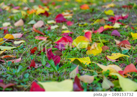 芝生の上の落ち葉 109153732