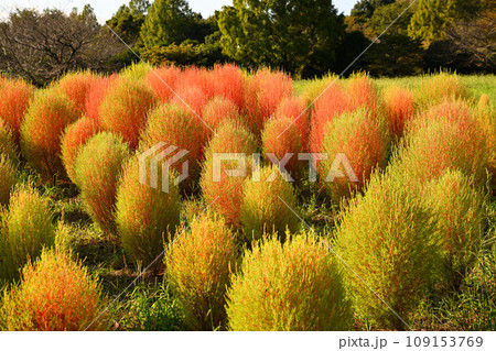 初秋の風景 コキア 大宮花の丘農林公苑 初秋の風景 コキア 大宮花の丘農林公苑 109153769