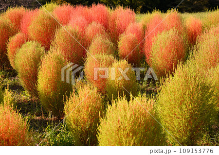 初秋の風景 コキア 大宮花の丘農林公苑 初秋の風景 コキア 大宮花の丘農林公苑 109153776