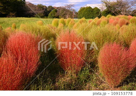 初秋の風景　コキア　大宮花の丘農林公苑　 109153778