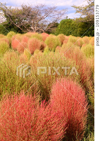 初秋の風景　コキア　大宮花の丘農林公苑　 109153779