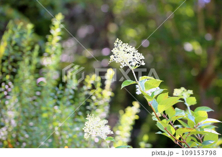 ノリウツギの花 ミナヅキ ノリウツギの花 ミナヅキ 109153798