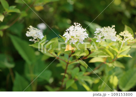 ノリウツギの花 ミナヅキ ノリウツギの花 ミナヅキ 109153800