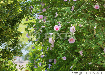 ムクゲの花 ムクゲの花 109153801