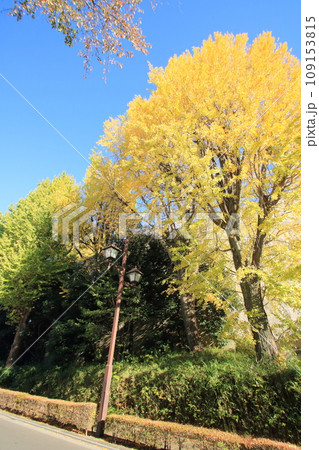 紅葉したイチョウ並木 紅葉したイチョウ並木 109153815