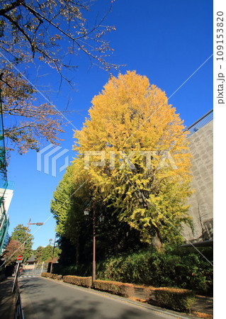 銀杏のある風景 109153820