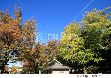秋の色に染まる公園の木々 109153827