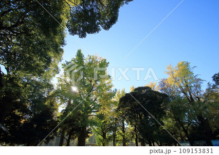 青空に映える大きな木 109153831