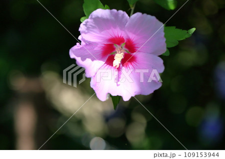 ムクゲの花 109153944