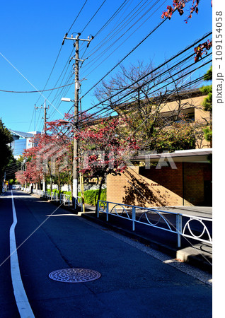 駒場東大前駅周辺住宅街 紅葉したハナミズキの並木道 駒場東大前駅周辺住宅街 紅葉したハナミズキの並木道 109154058