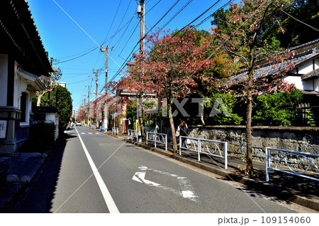 駒場東大前駅周辺住宅街 紅葉したハナミズキの並木道 駒場東大前駅周辺住宅街 紅葉したハナミズキの並木道 109154060