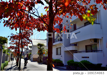 駒場東大前駅周辺住宅街　紅葉したハナミズキの並木道 109154063