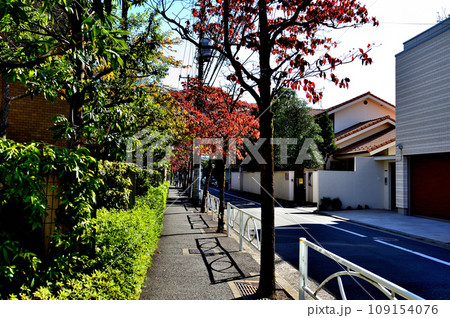 駒場東大前駅周辺住宅街 紅葉したハナミズキの並木道 駒場東大前駅周辺住宅街 紅葉したハナミズキの並木道 109154076