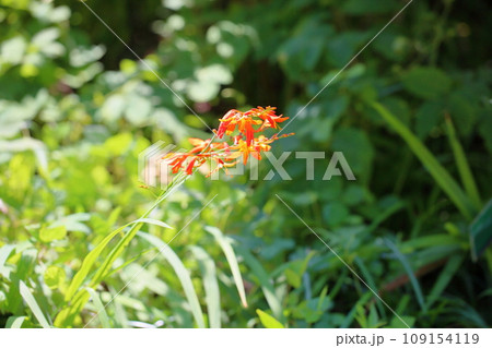 キツネノカミソリの花 キツネノカミソリの花 109154119