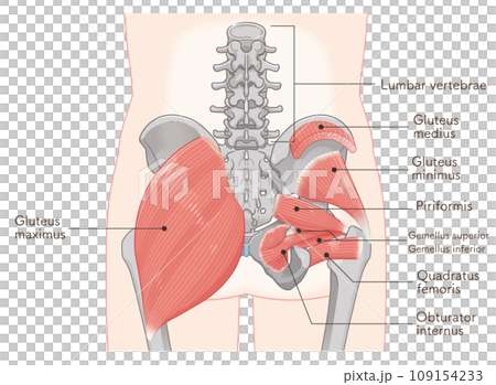 piriformis, obturator internus, quadratus femoris, gluteus minimus, gluteus medius, hip joint, pelvis, muscle, illustration, illustration 109154233