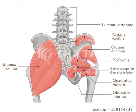 梨状筋、内閉鎖筋、大腿方形筋、小殿筋、中殿筋、股関節、骨盤、筋肉、イラスト、illustration 109154235