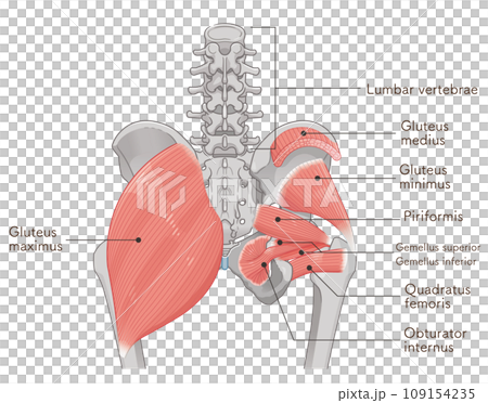 梨状筋、内閉鎖筋、大腿方形筋、小殿筋、中殿筋、股関節、骨盤、筋肉、イラスト、illustration 109154235