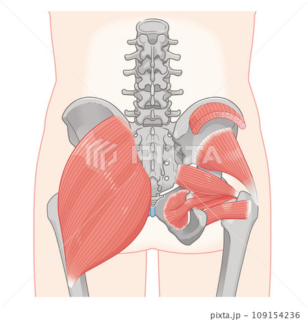 梨状筋、内閉鎖筋、大腿方形筋、小殿筋、中殿筋、股関節、骨盤、筋肉、イラスト、illustration 梨状筋、内閉鎖筋、大腿方形筋、小殿筋、中殿筋、股関節、骨盤、筋肉、イラスト、illustration 109154236