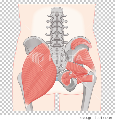 梨状筋、内閉鎖筋、大腿方形筋、小殿筋、中殿筋、股関節、骨盤、筋肉、イラスト、illustration 梨状筋、内閉鎖筋、大腿方形筋、小殿筋、中殿筋、股関節、骨盤、筋肉、イラスト、illustration 109154236