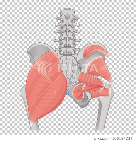 梨状筋、内閉鎖筋、大腿方形筋、小殿筋、中殿筋、股関節、骨盤、筋肉、イラスト、illustration 109154237