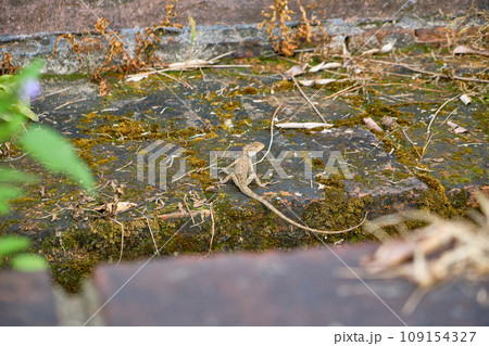 A gray lizard sits in close-up on a curb stone against a background of green grass. A gray lizard sits in close-up on a curb stone against a background of green grass. 109154327