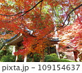 紅葉 109154637