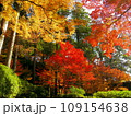 紅葉 109154638