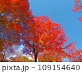 紅葉と空 109154640