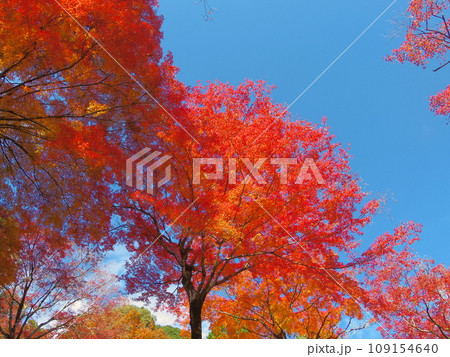 紅葉と空 109154640