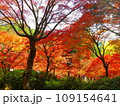 紅葉 109154641