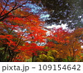 紅葉 109154642