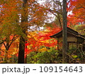 紅葉 109154643
