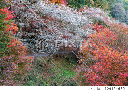 四季桜と紅葉(愛知県豊田市 柿ヶ入り遊歩道エリア) 四季桜と紅葉(愛知県豊田市 柿ヶ入り遊歩道エリア) 109154676