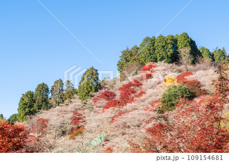 四季桜と紅葉(愛知県豊田市 川見四季桜の里) 四季桜と紅葉(愛知県豊田市 川見四季桜の里) 109154681