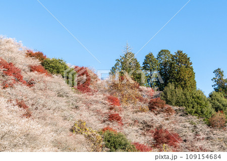 四季桜と紅葉(愛知県豊田市 川見四季桜の里) 四季桜と紅葉(愛知県豊田市 川見四季桜の里) 109154684