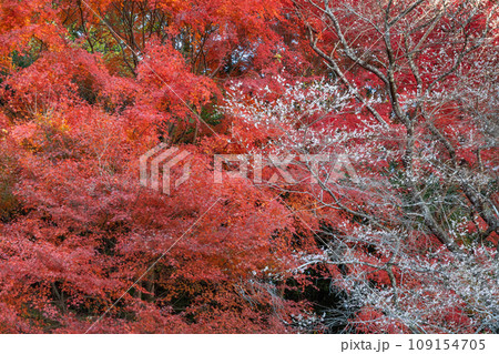 四季桜と紅葉(愛知県豊田市 小原ふれあい公園) 四季桜と紅葉(愛知県豊田市 小原ふれあい公園) 109154705