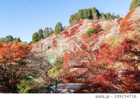 四季桜と紅葉(愛知県豊田市 川見四季桜の里) 四季桜と紅葉(愛知県豊田市 川見四季桜の里) 109154716