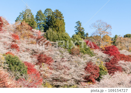四季桜と紅葉(愛知県豊田市 川見四季桜の里) 四季桜と紅葉(愛知県豊田市 川見四季桜の里) 109154727
