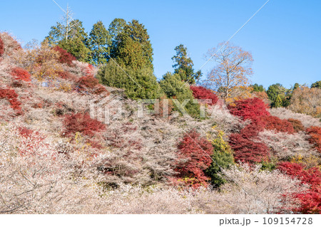 四季桜と紅葉(愛知県豊田市 川見四季桜の里) 四季桜と紅葉(愛知県豊田市 川見四季桜の里) 109154728