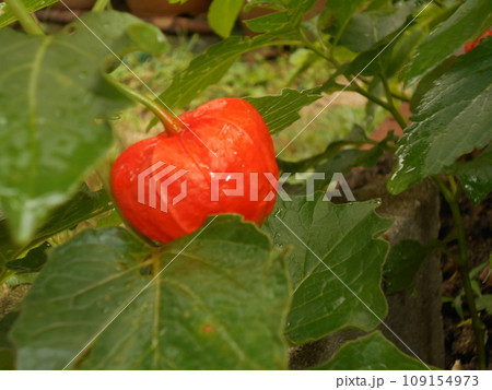 ホオヅキ 109154973