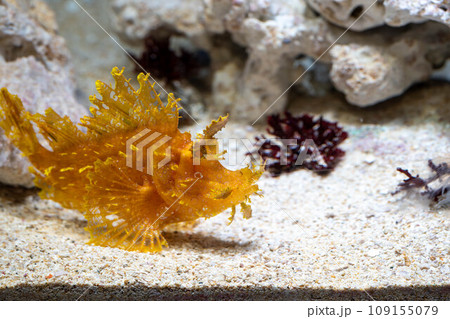 ボロカサゴ 109155079